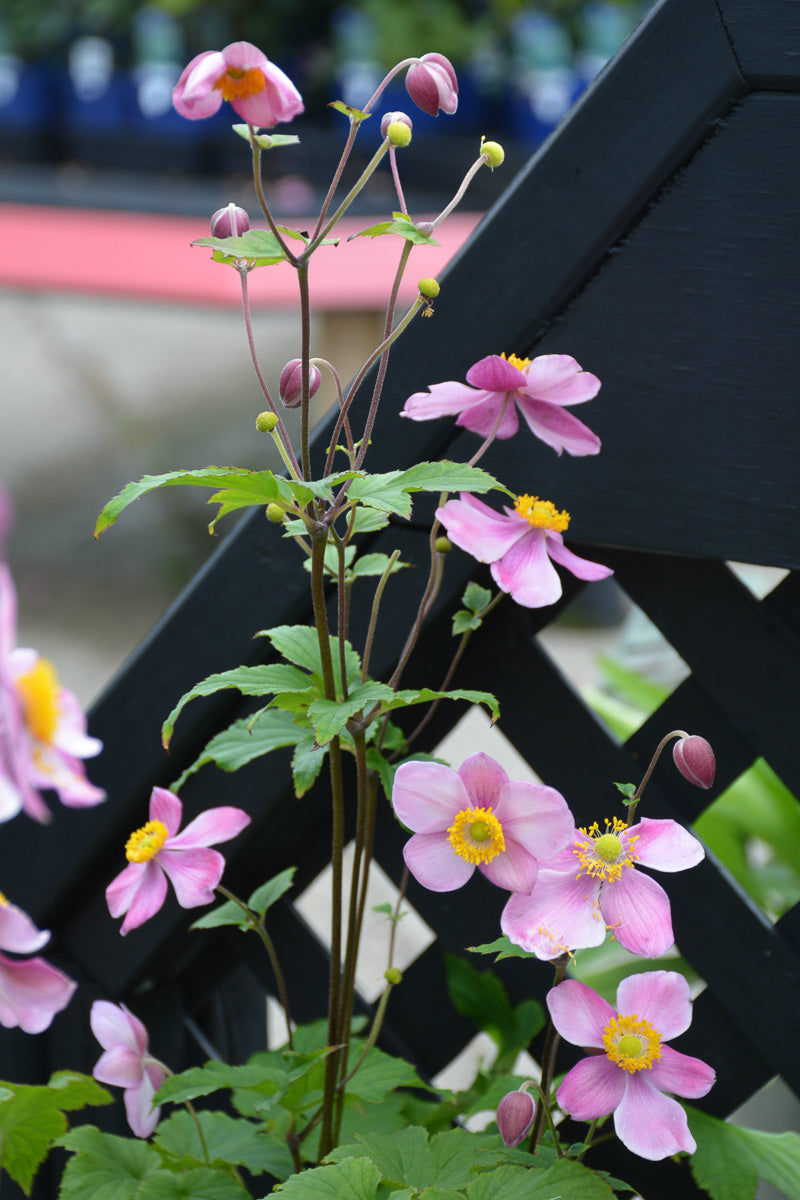 Anemone, September Charm