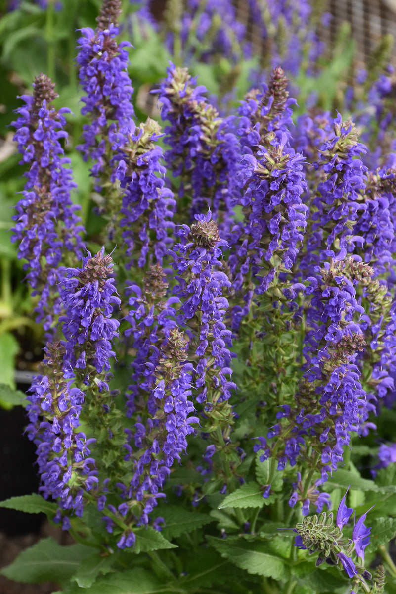 Salvia, April Night
