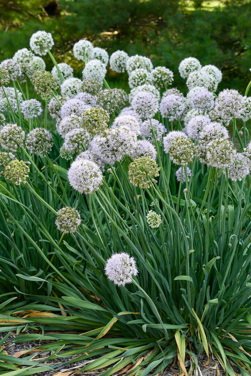 Allium, Bobblehead