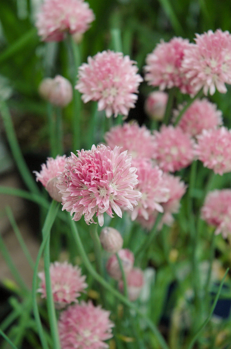 Allium, Forescate