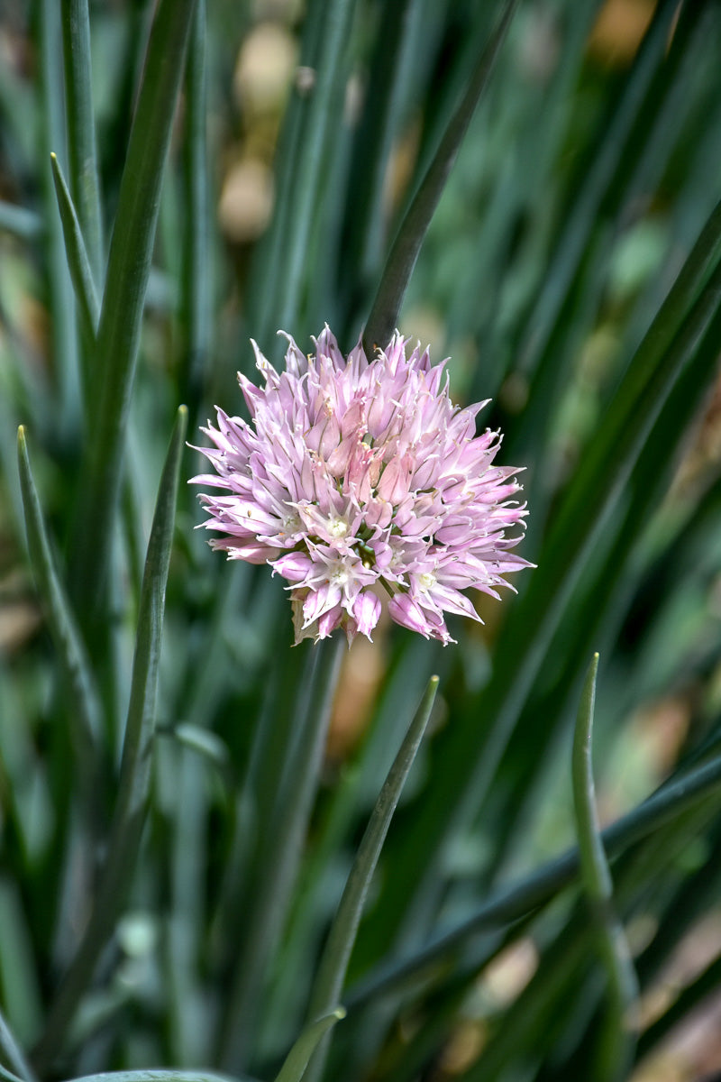 Allium, Pink One