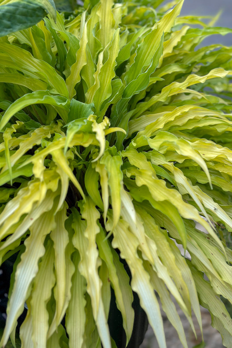 Hosta, Curly Fries