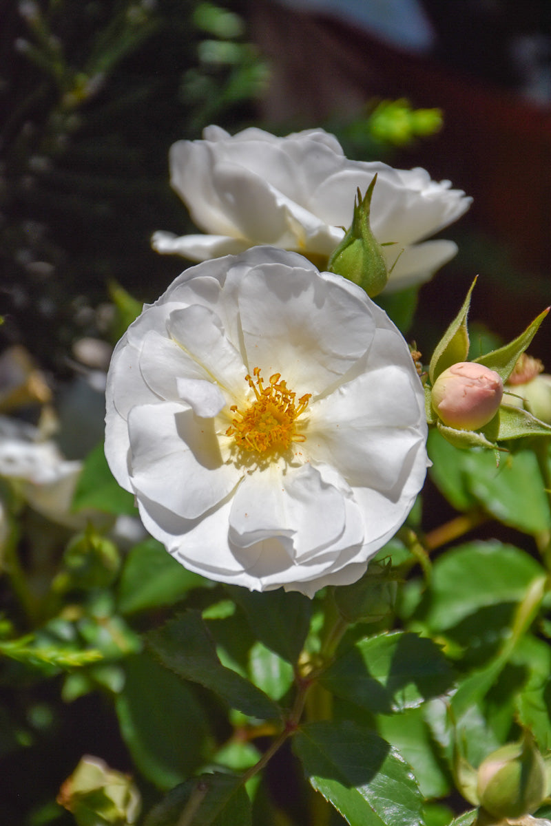 Rose, Grace & Grit White