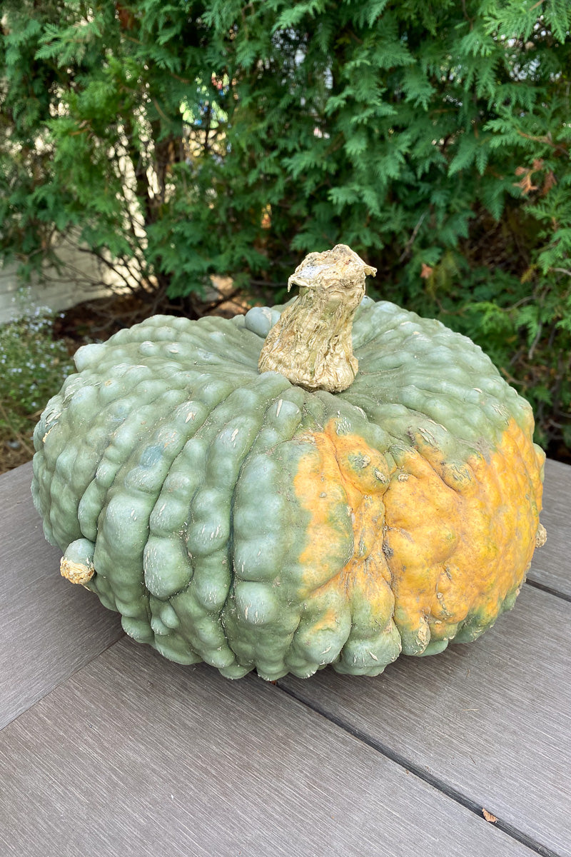 Fancy Pumpkin, Marina de Chioggia