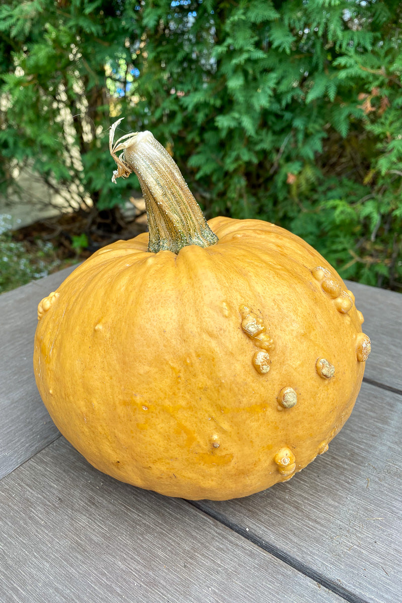 Pumpkin, Grizzly Bear Small