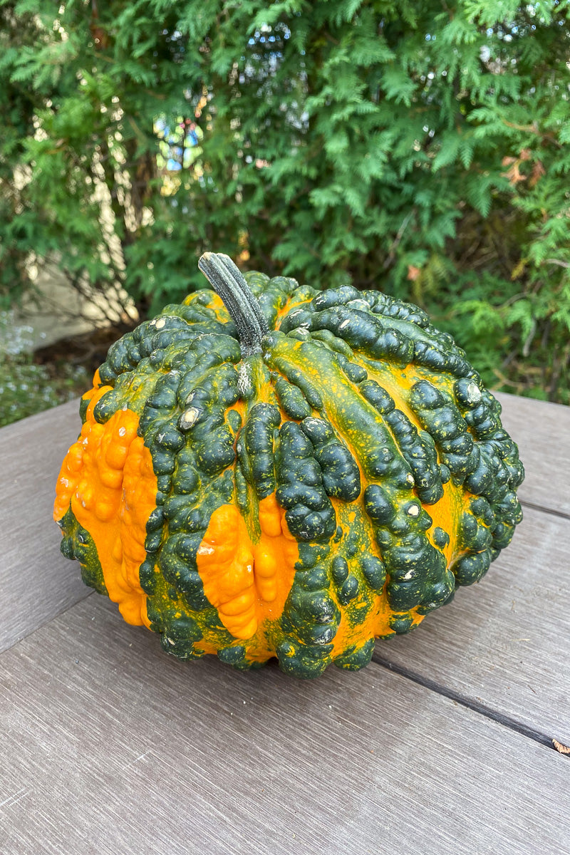 Pumpkin, Hogwart Medium