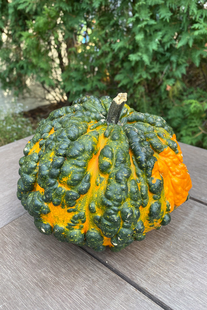 Pumpkin, Hogwart Medium