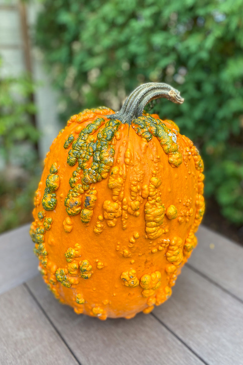 Pumpkin, Scarface Medium