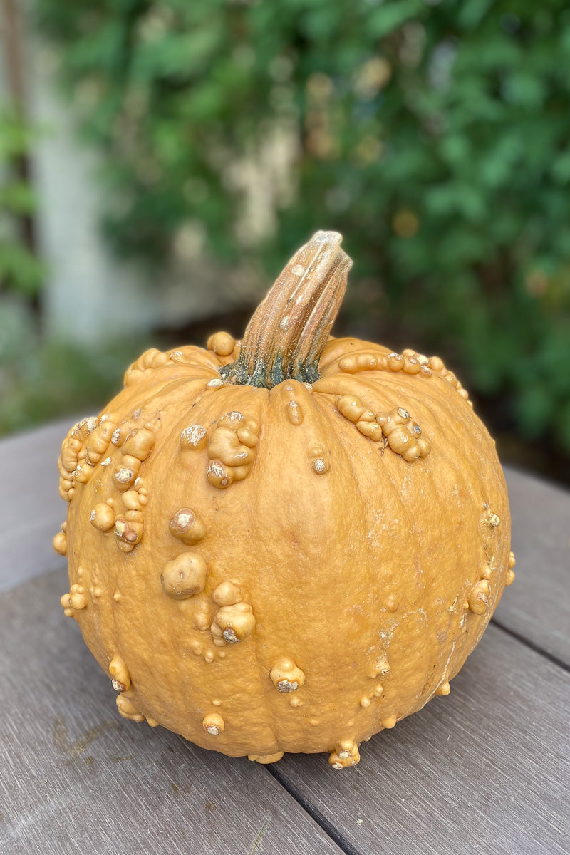 Pumpkin, Grizzly Bear Medium