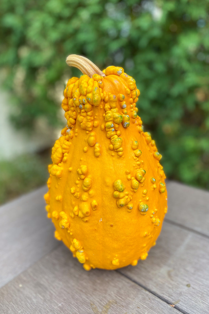 Pumpkin, Lunch Lady Medium