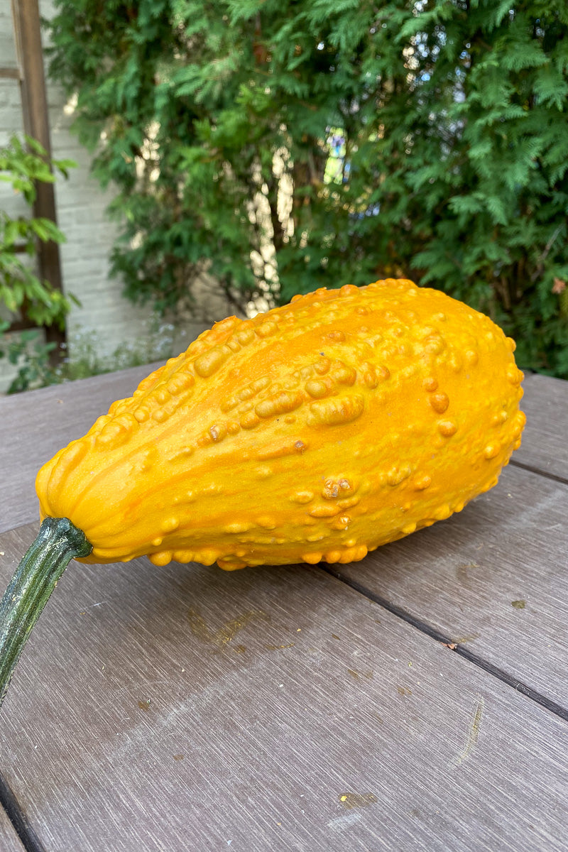 Pumpkin, Lunch Lady Small