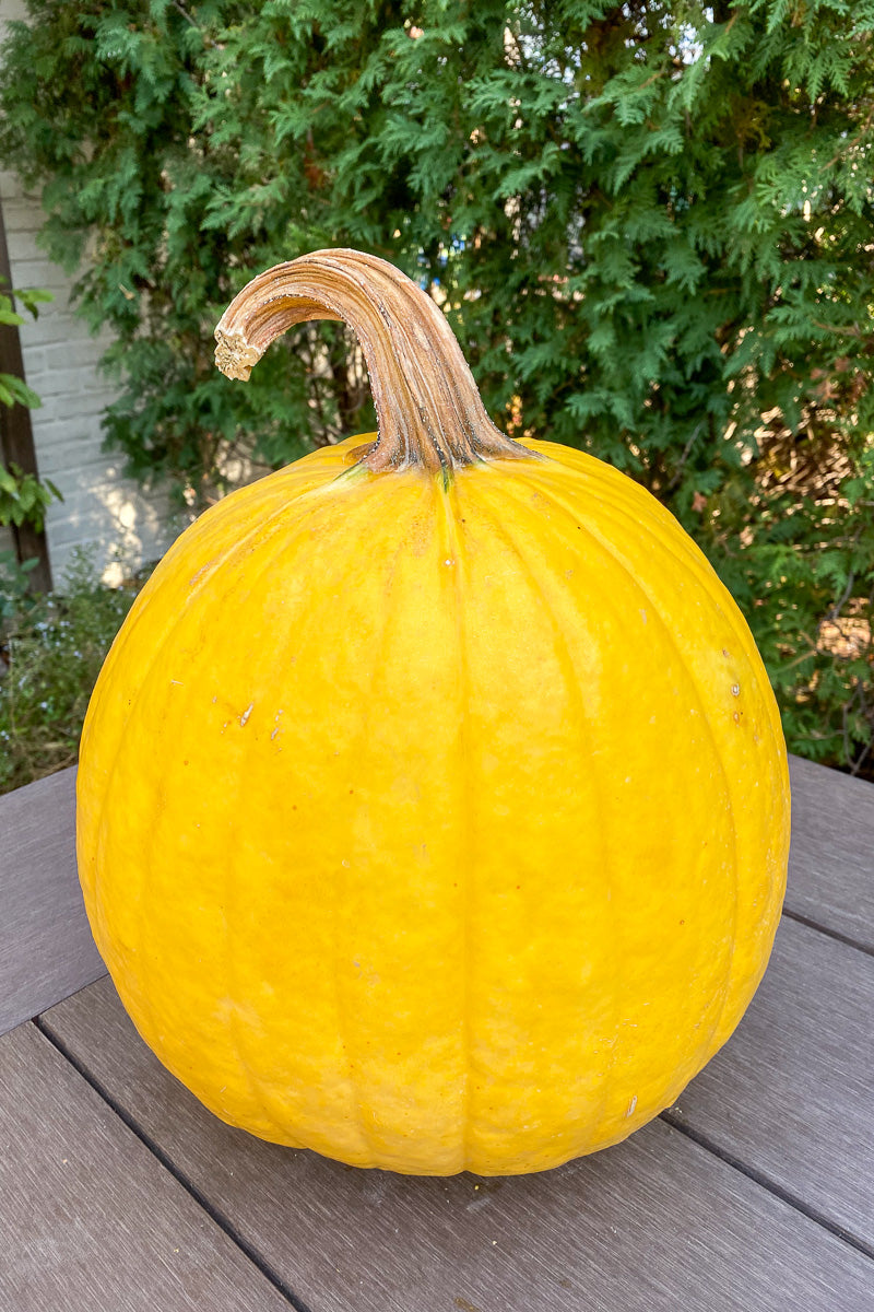 Pumpkin, Mellow Yellow Large