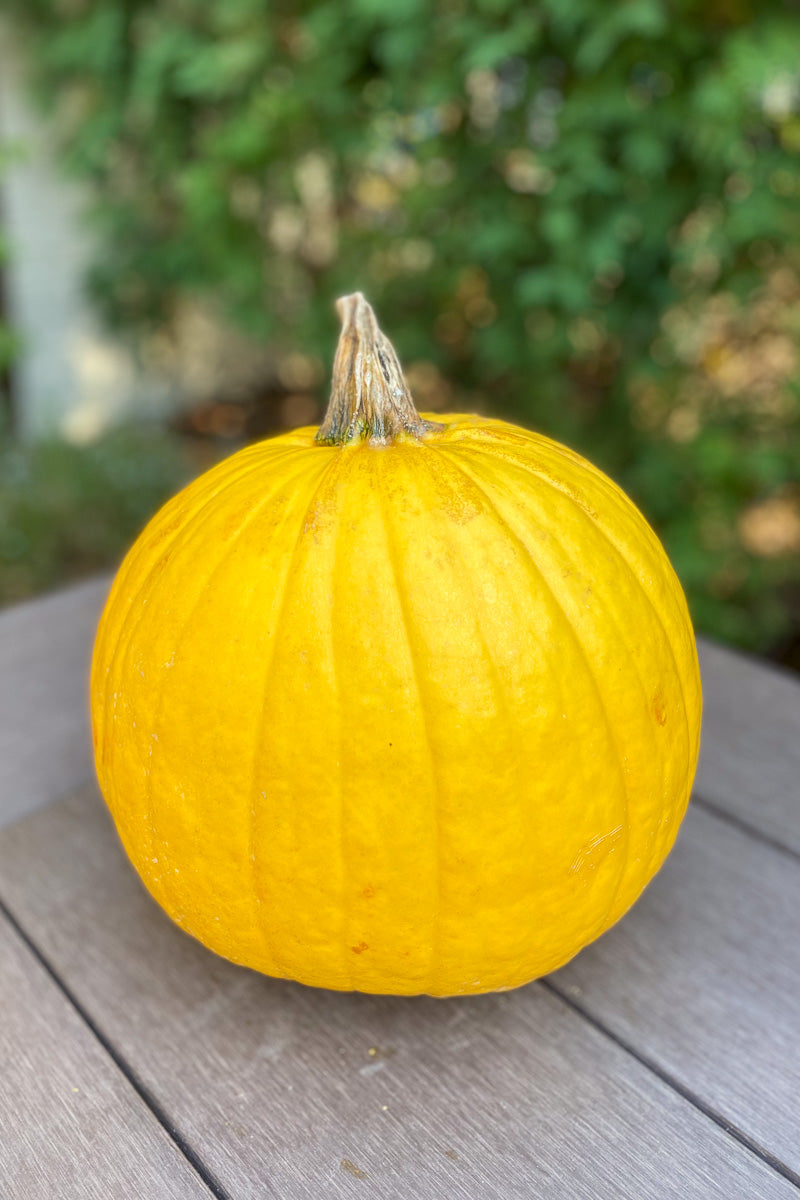 Pumpkin, Mellow Yellow Medium