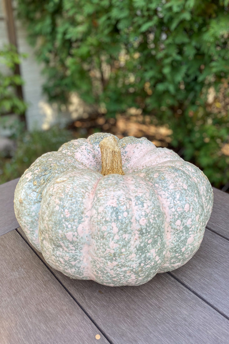 Fancy Pumpkin, Rembrandt