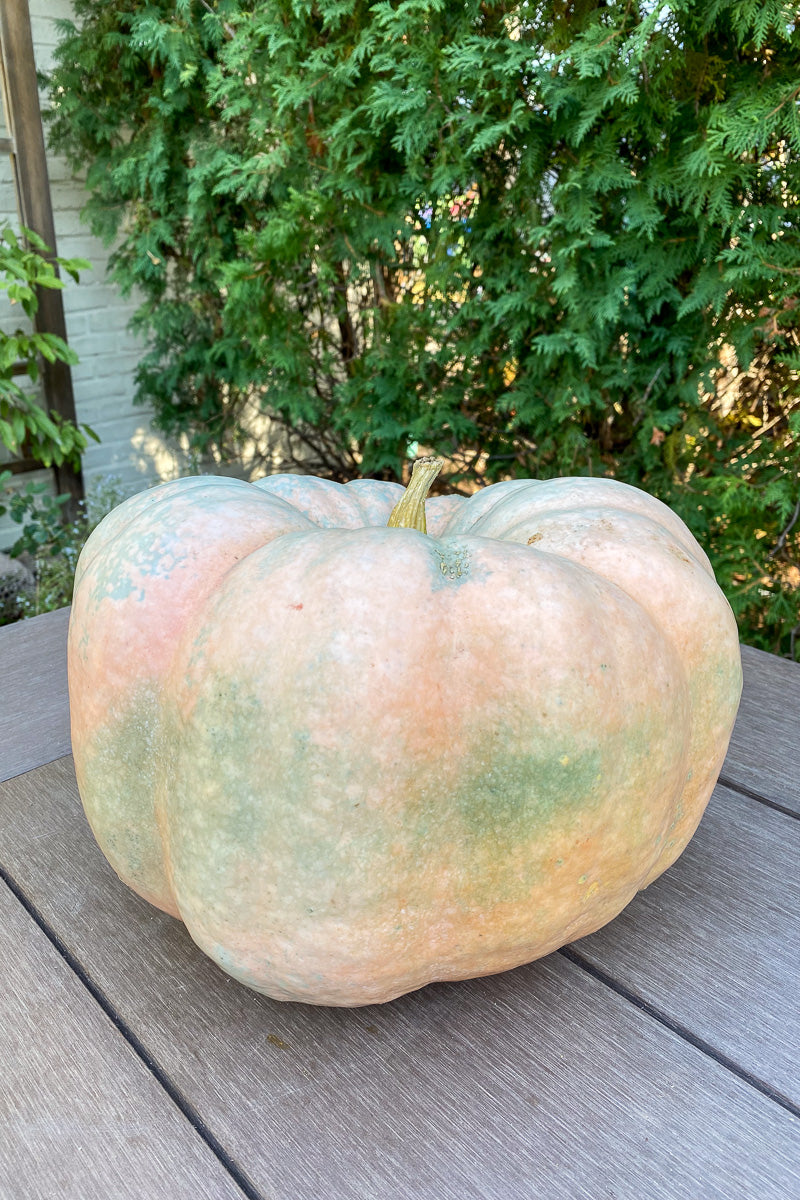 Pumpkin, Porcelain Doll Medium
