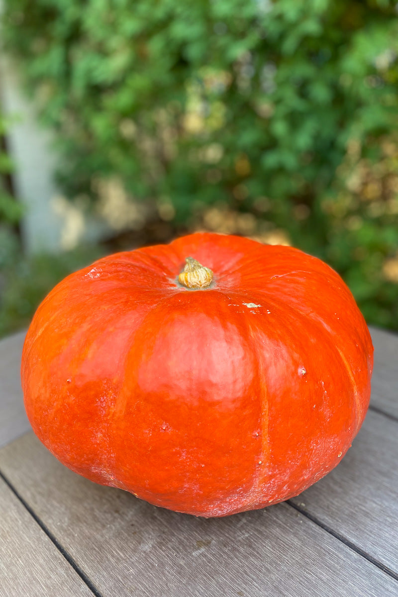 Pumpkin, Cinderella Large