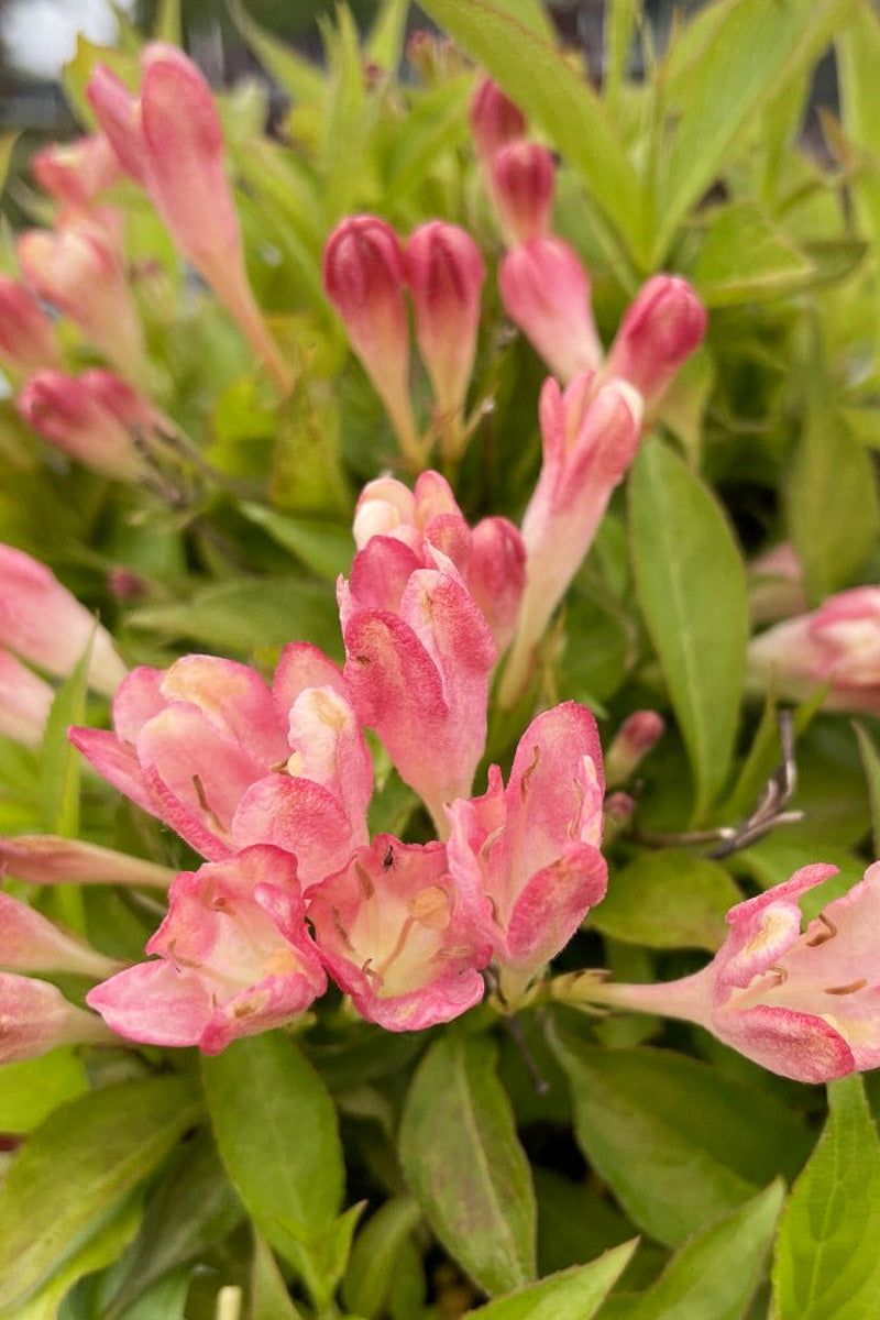 Weigela, Peach Kisses
