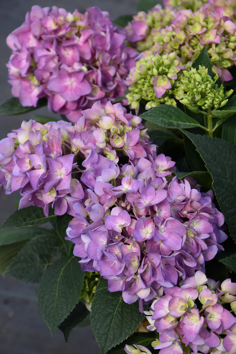 Hydrangea, Sky View