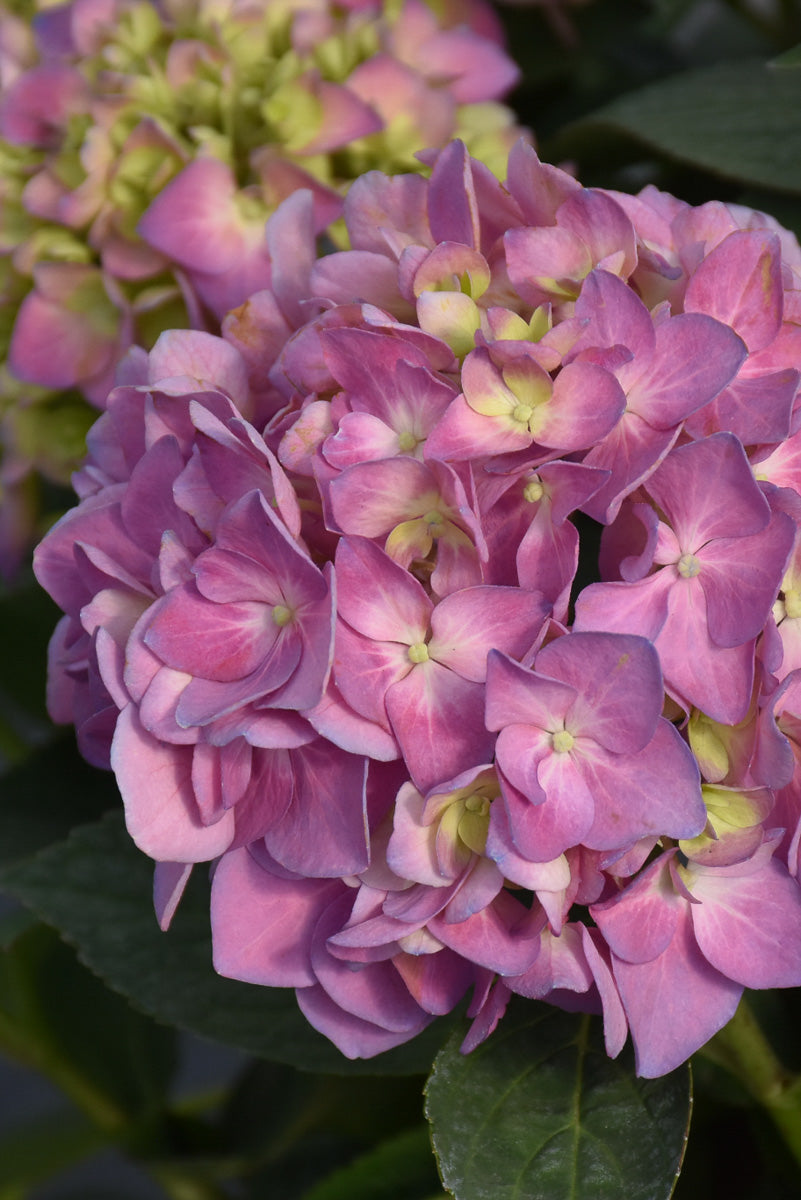 Hydrangea, Sky View