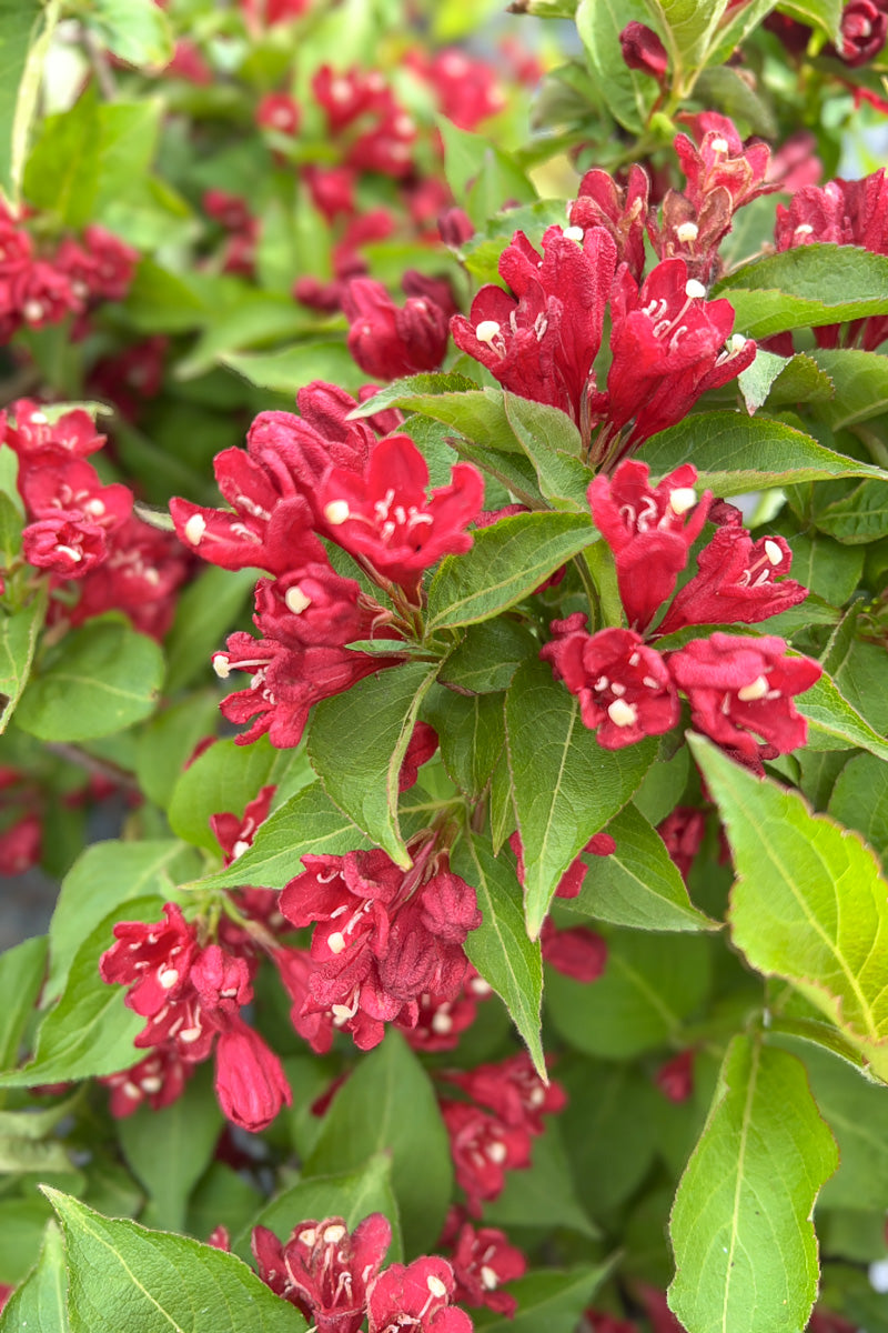 Weigela, Maroon Swoon