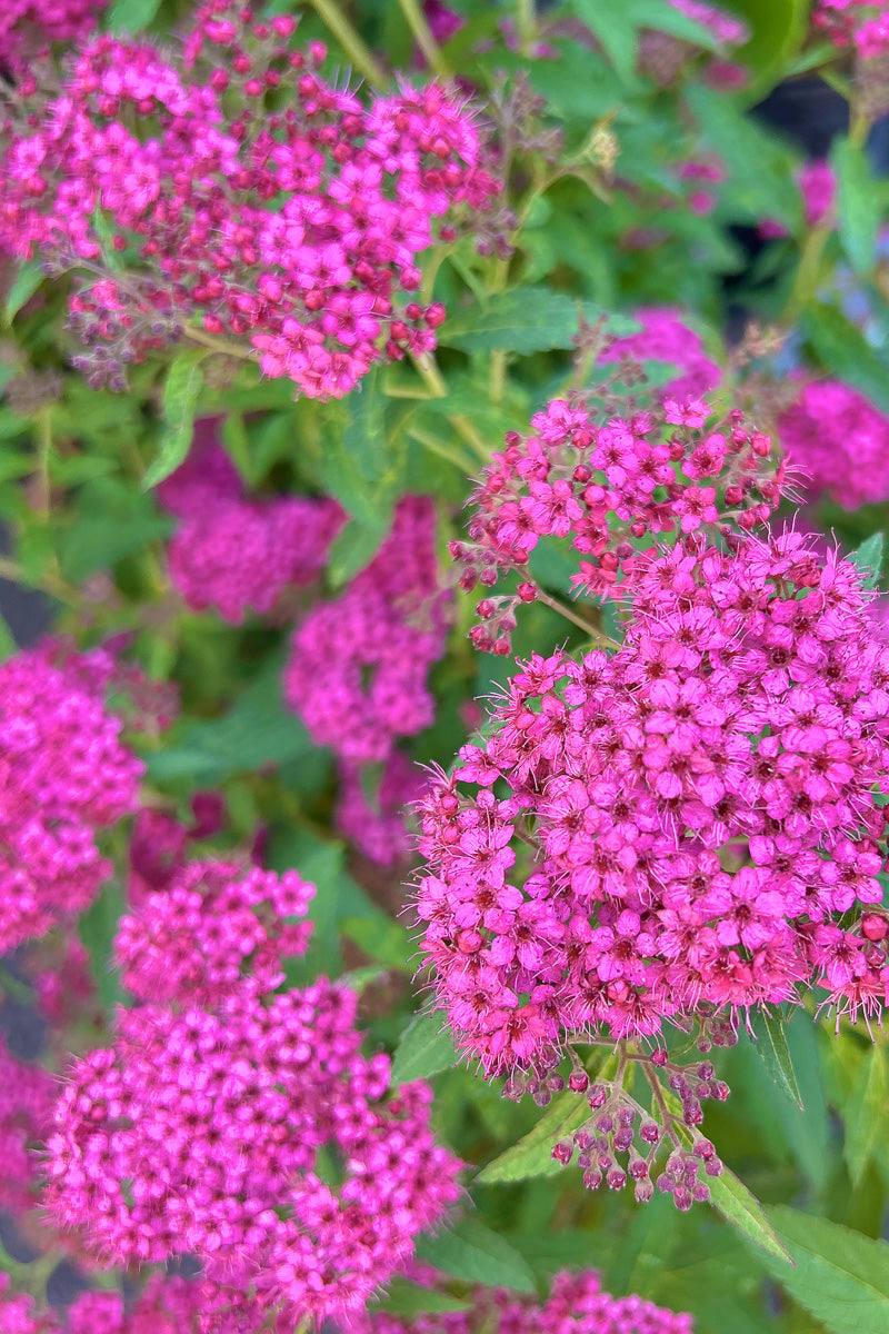 Spiraea, Neon Flash