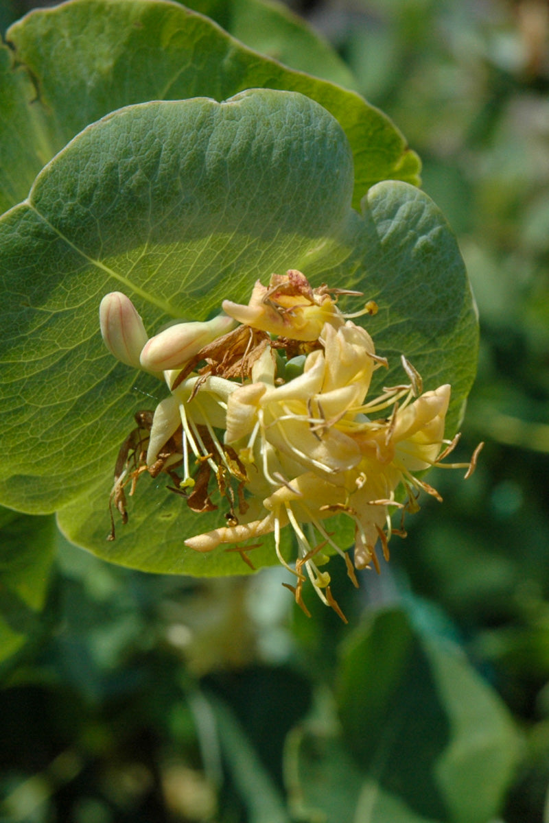 Vine, Honeysuckle Kintzleys
