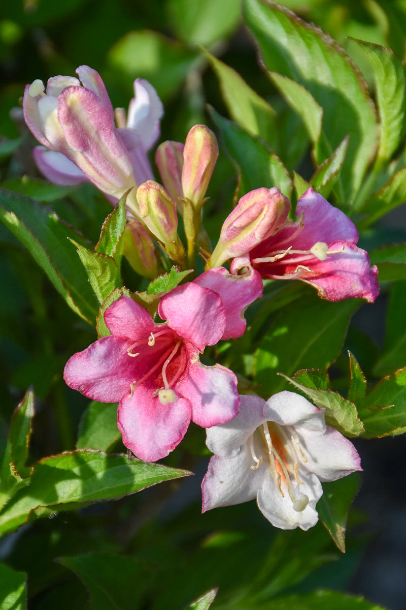 Weigela, Czechmark Trilogy