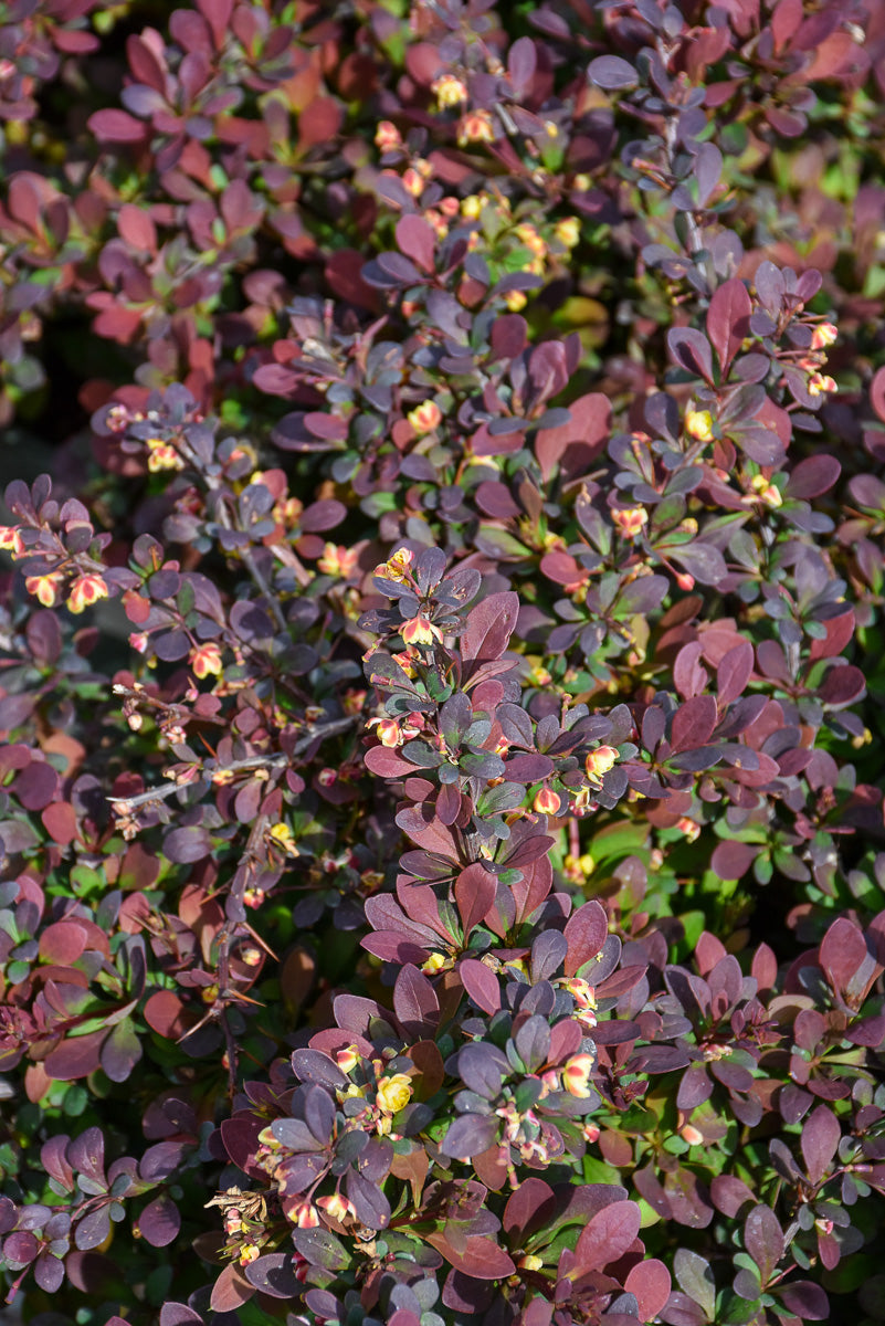 Barberry, Crimson Cutie