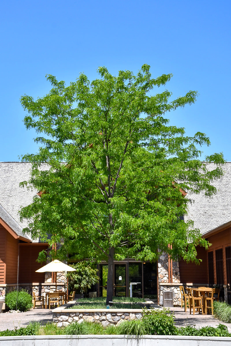 Honeylocust, Skyline