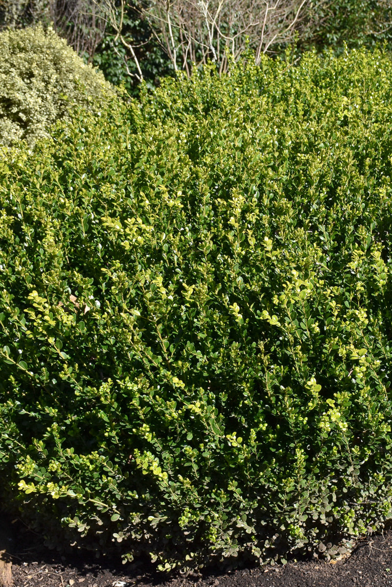 Boxwood, Green Beauty