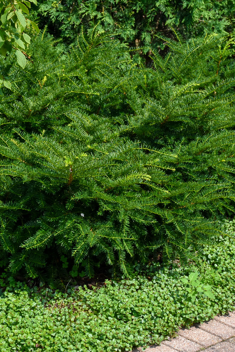 Yew, Green Wave