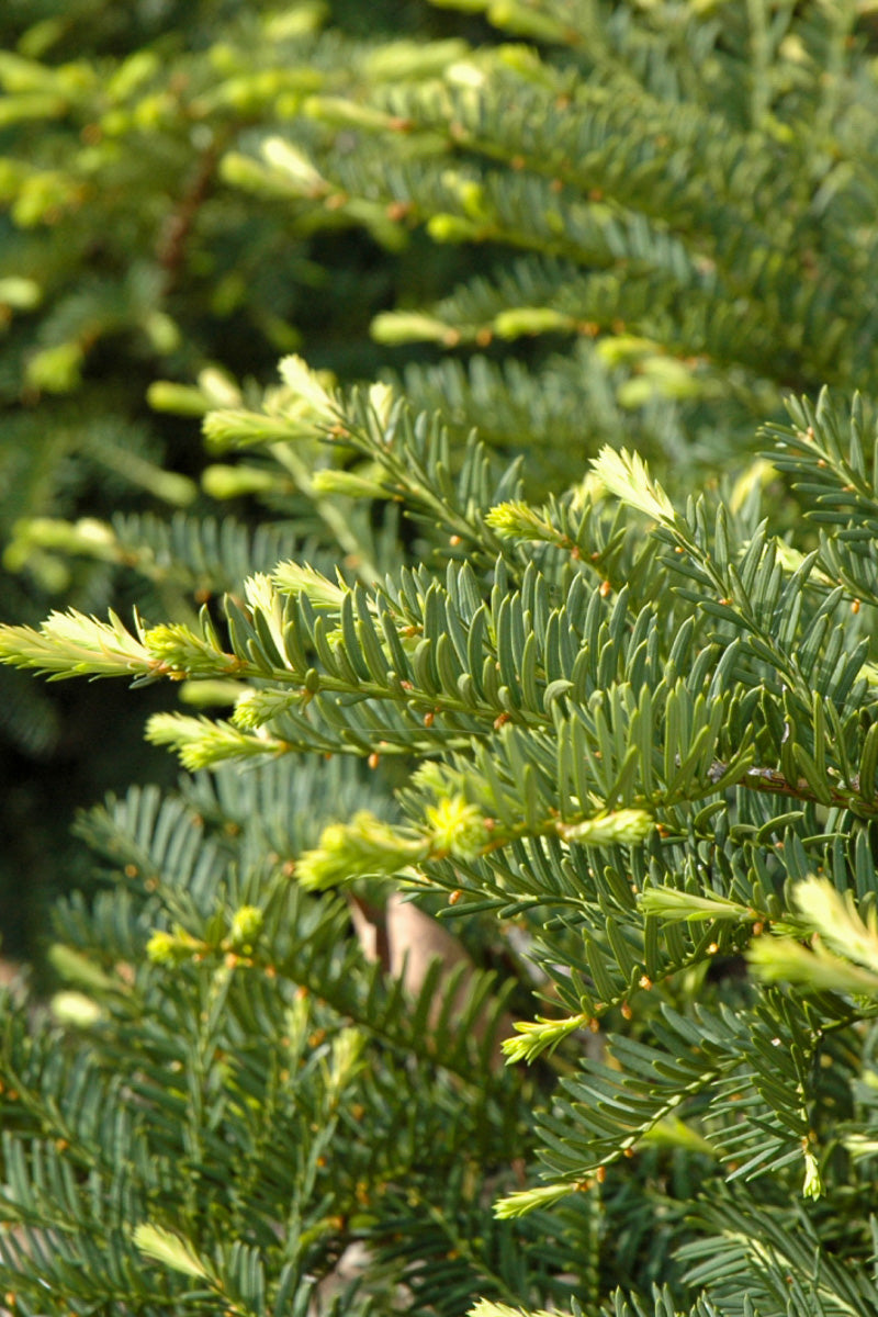 Yew, Green Wave
