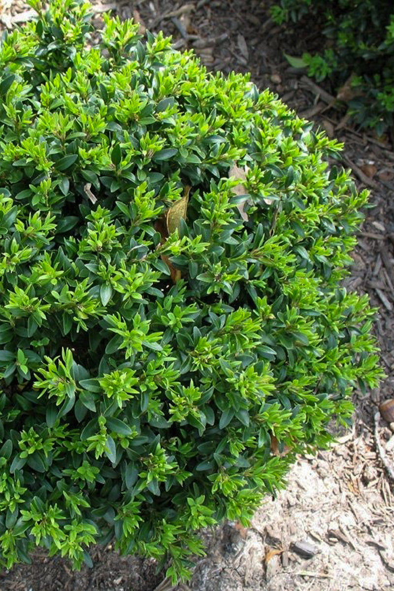 Boxwood, Titan