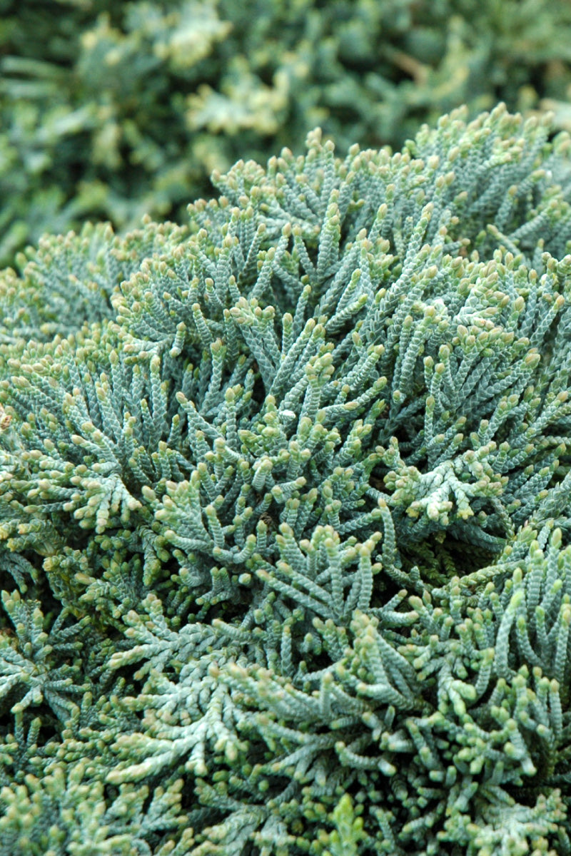Juniper, Icee Blue