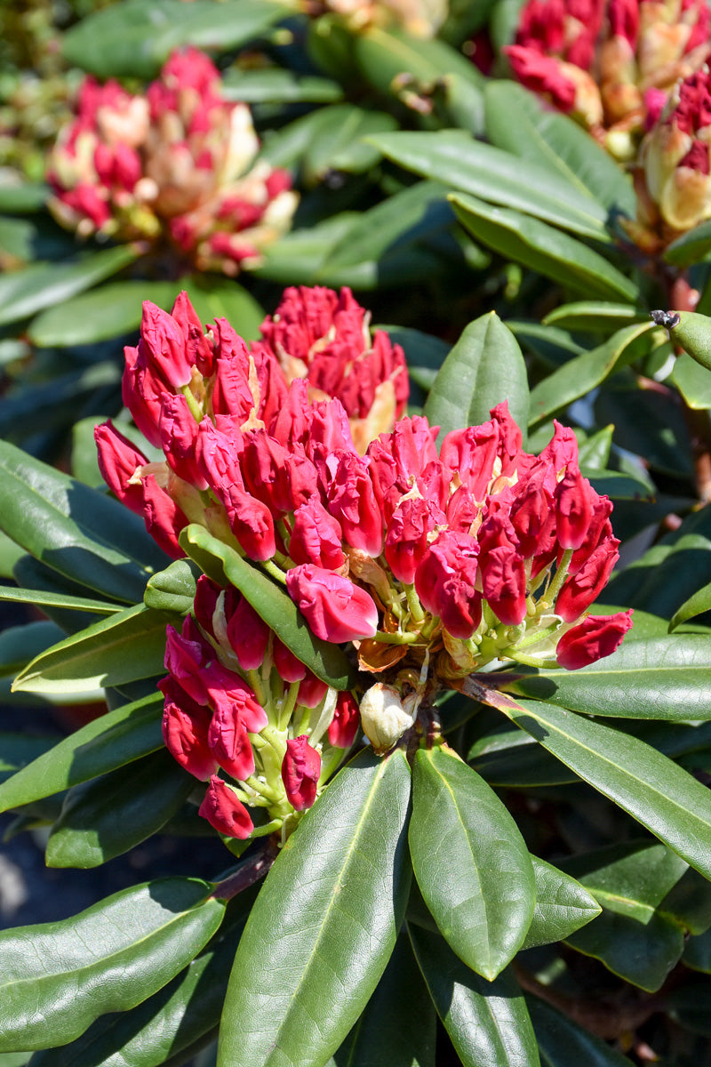 Rhododendron, Dandy Man Color Wheel