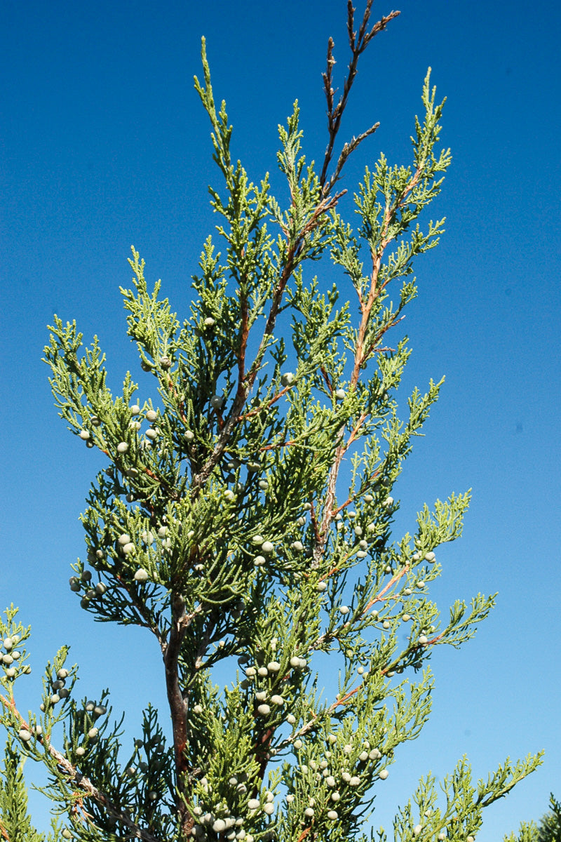 Juniper, Hetz Columnar
