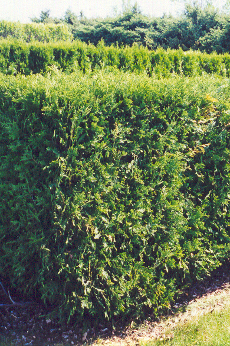 Arborvitae, Techny