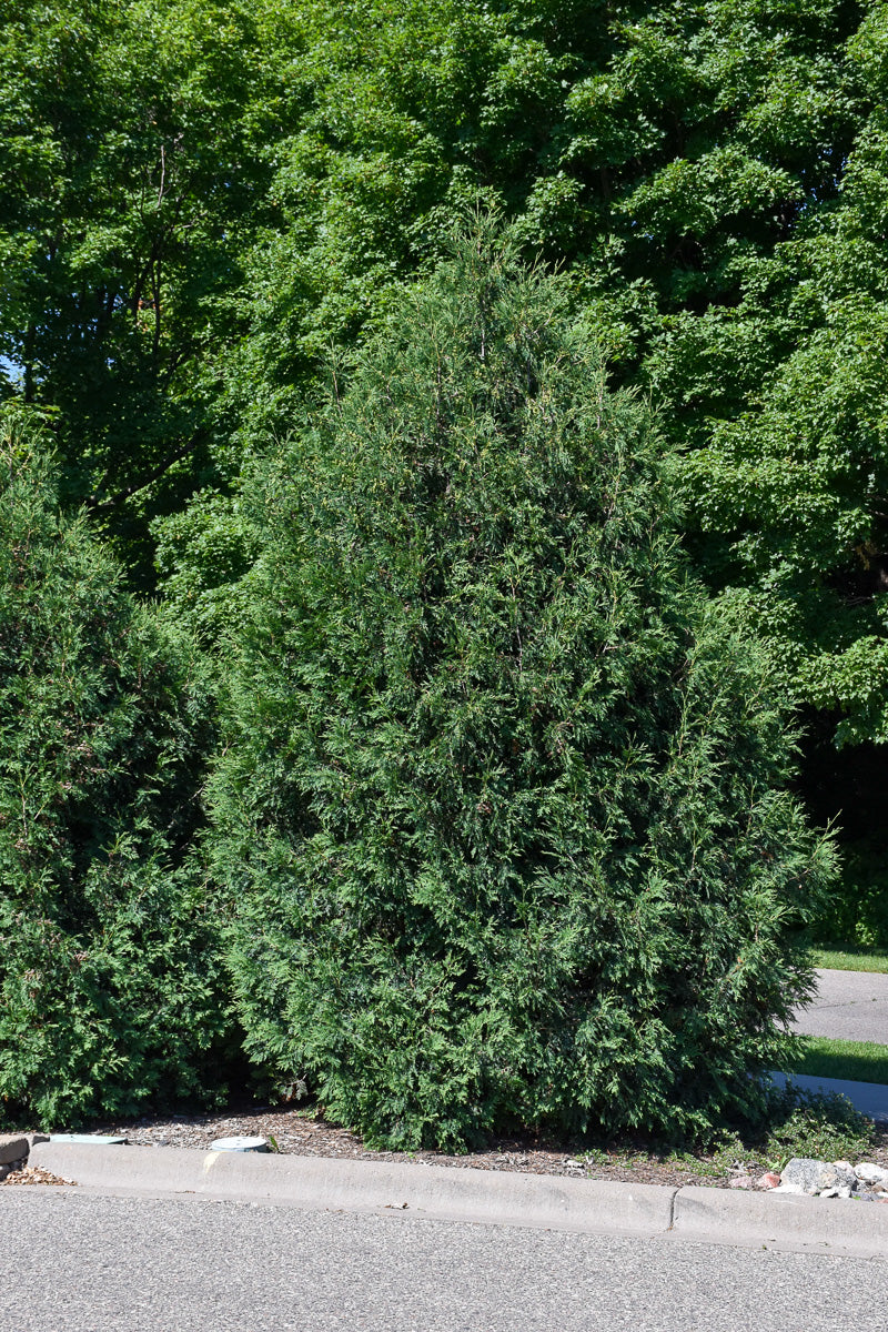 Arborvitae, Techny