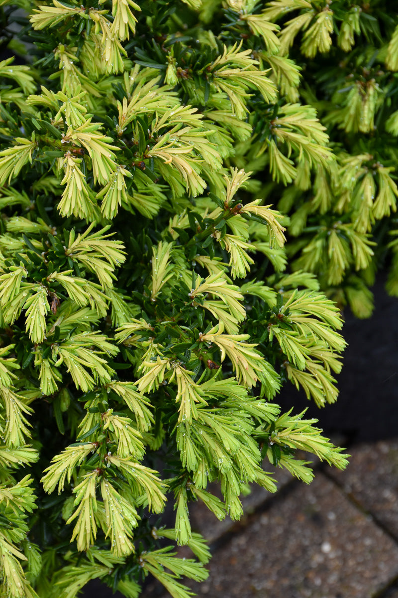 Yew, Everlow