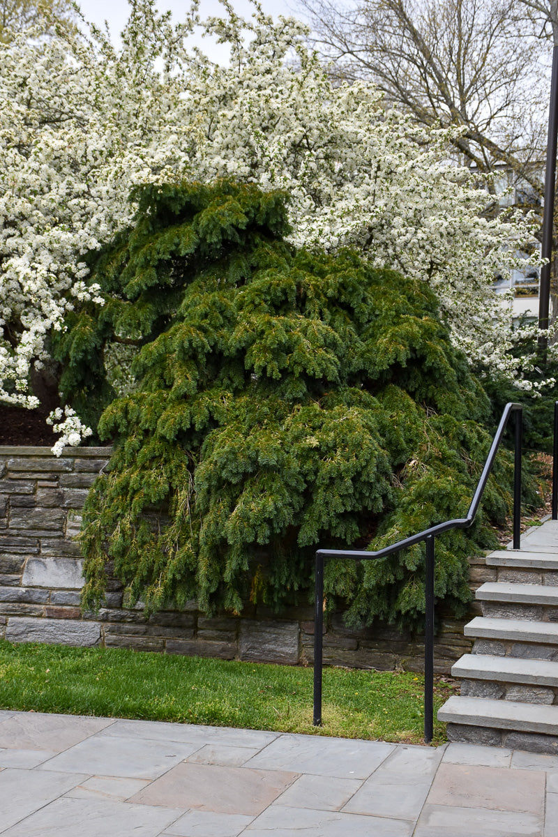 Yew, English Spreader