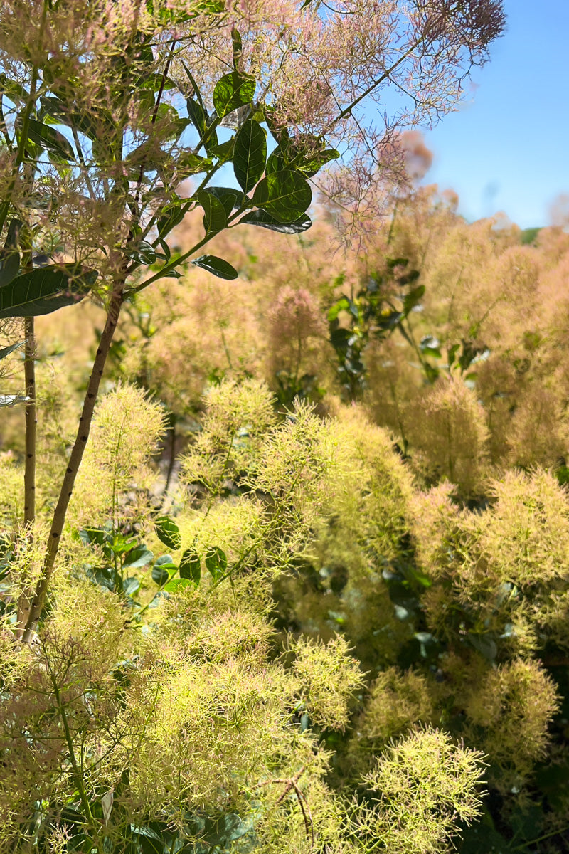 Smokebush, Young Lady