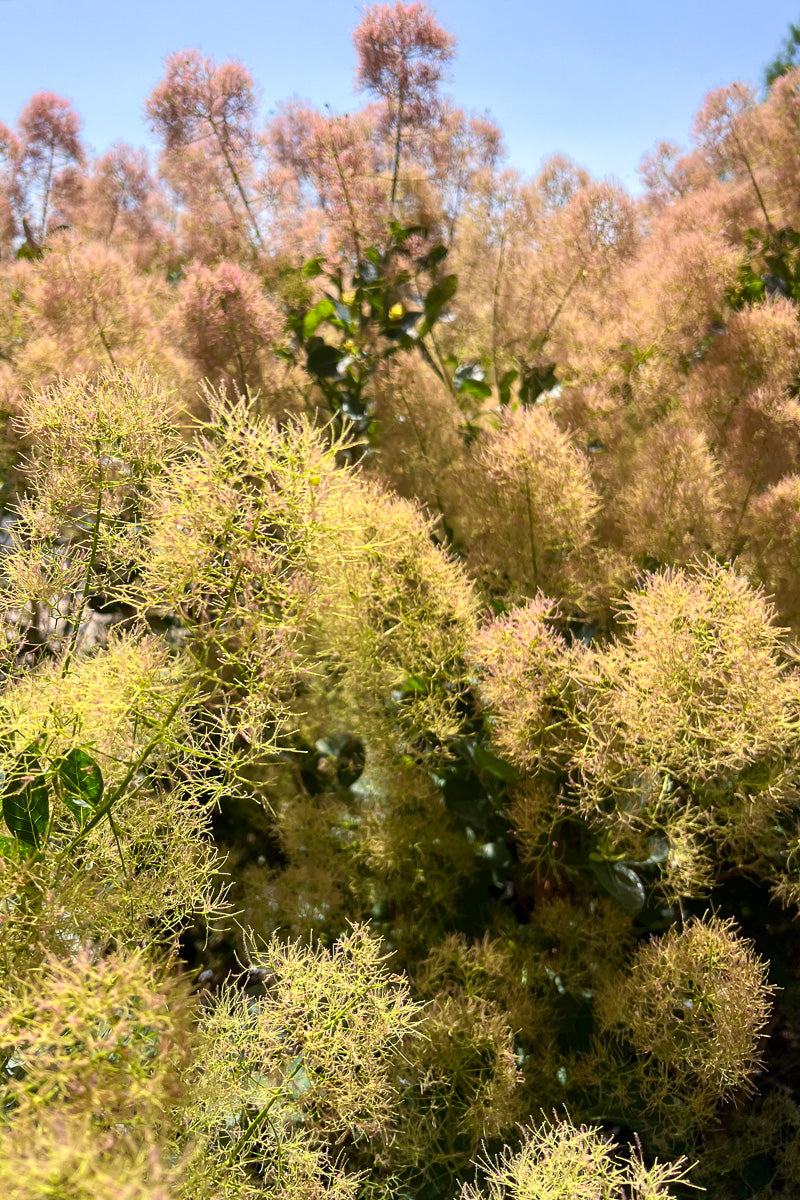 Smokebush, Young Lady