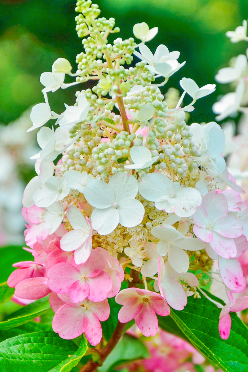 Hydrangea Panicle, Pinky Winky