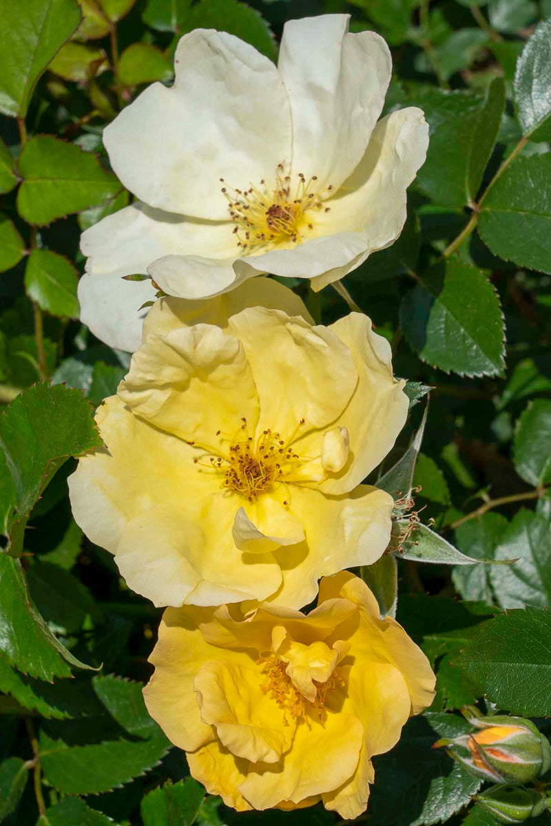 Rose, Knock Out Easy Bee-zy