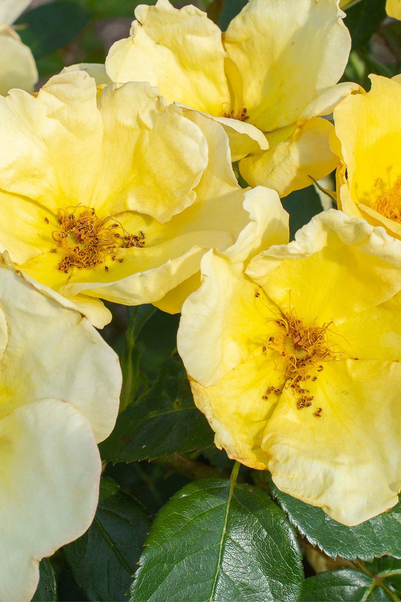 Rose, Knock Out Easy Bee-zy