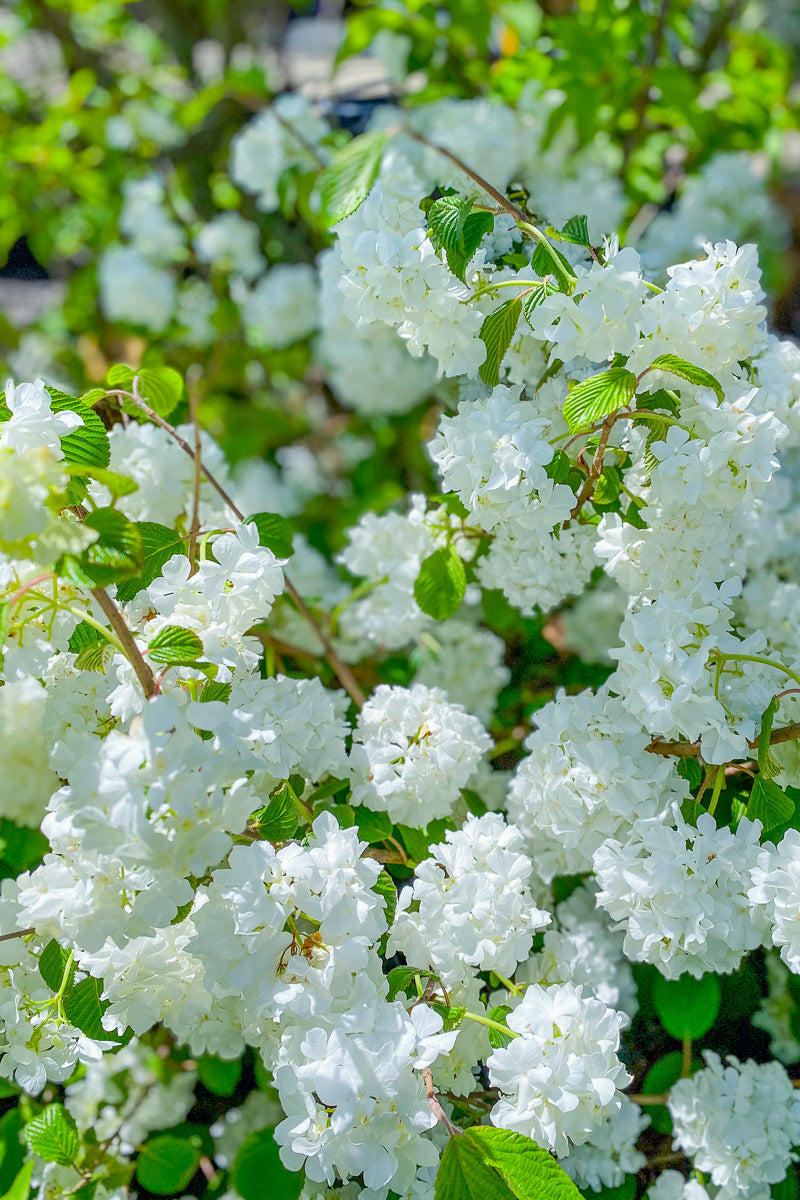 Viburnum, Doublefile Popcorn