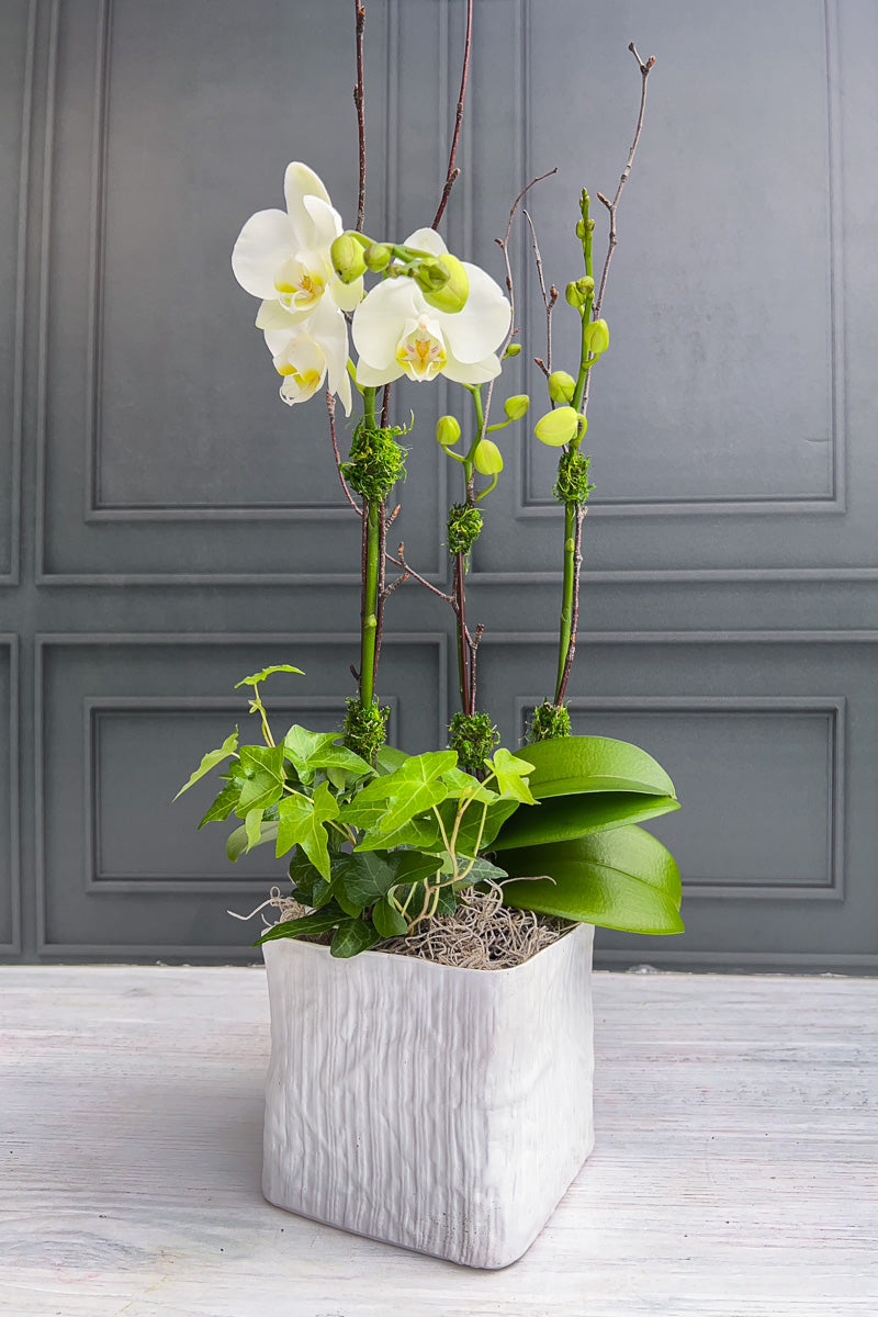 Chaletnurserys Signature White Orchid Linen