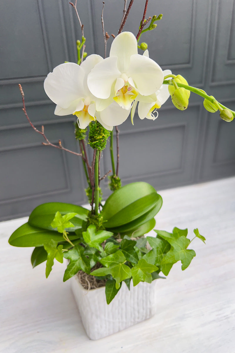 Chaletnurserys Signature White Orchid Linen