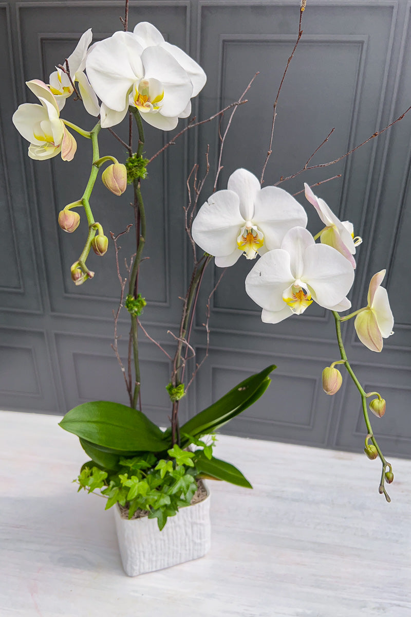 Chaletnurserys Signature White Orchid Linen