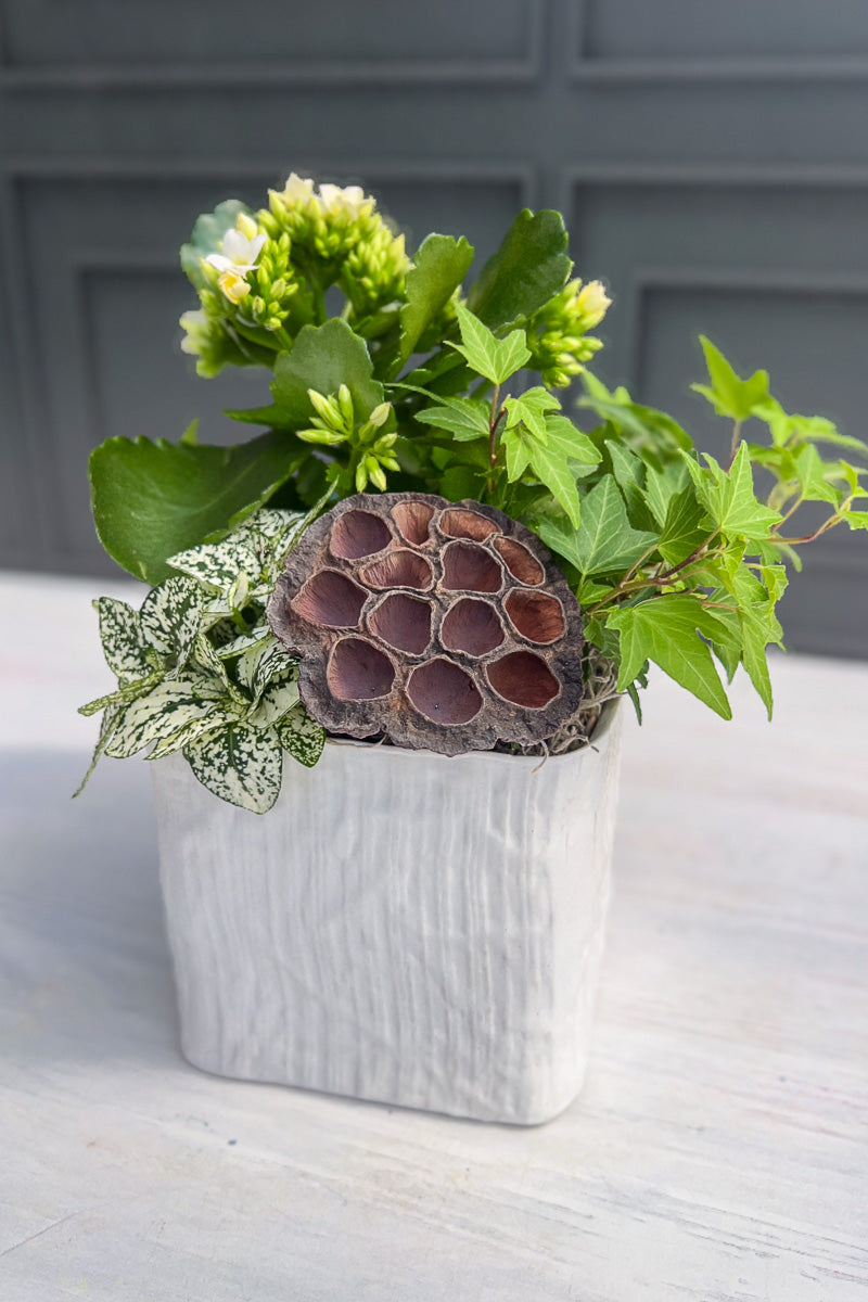 Chaletnurserys Signature White Flowering